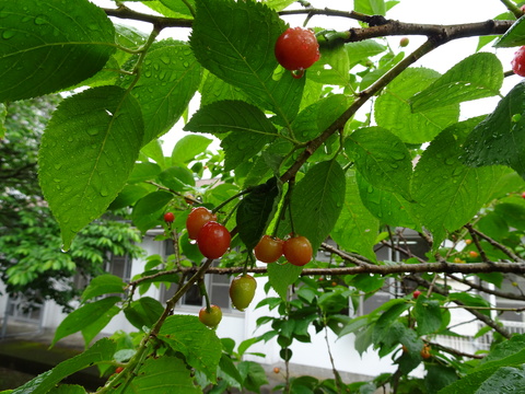 DSC08766
